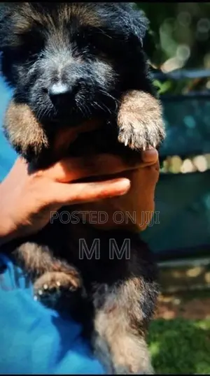 German Shepherd