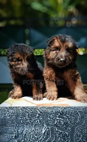 German Shepherd