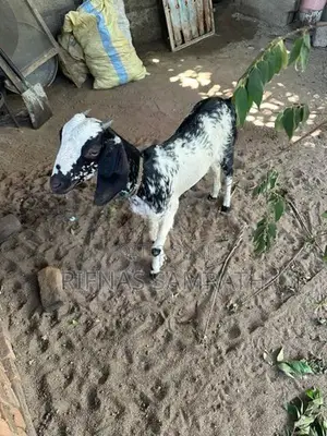 Farm Goat