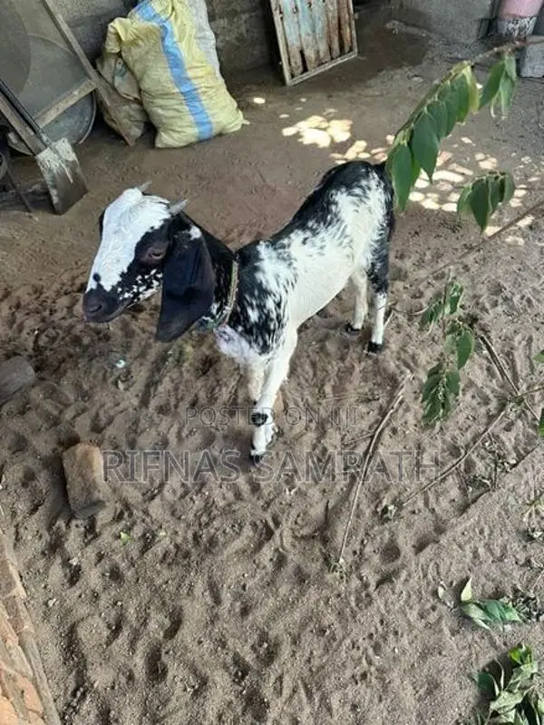 Farm Goat
