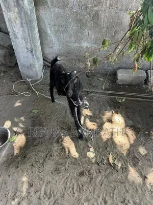 Farm Goat