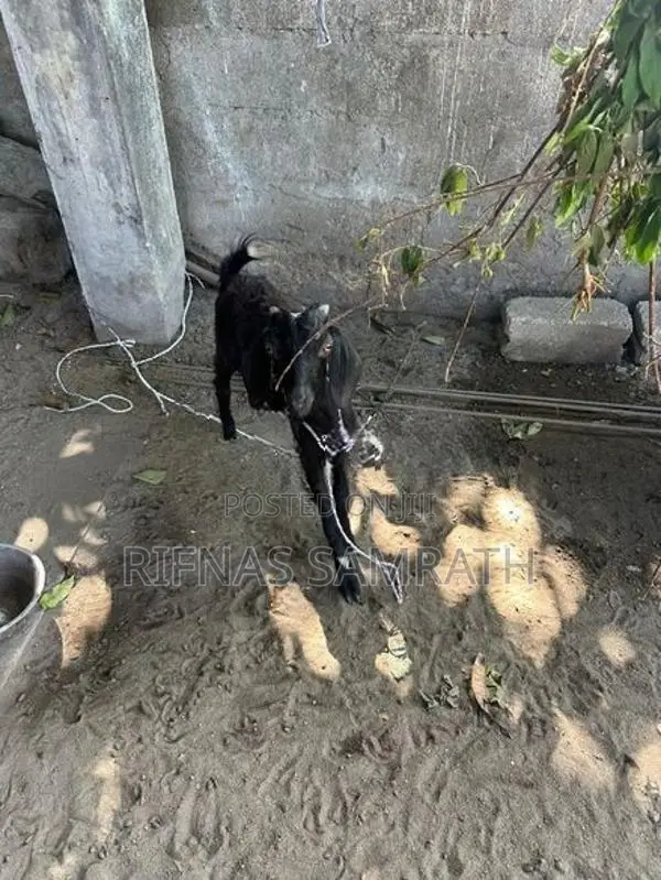 Farm Goat