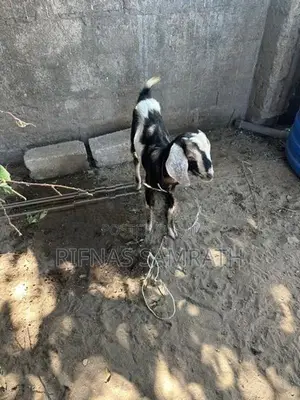 Farm Goat