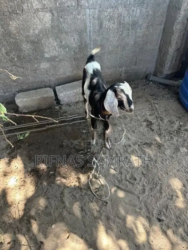 Farm Goat