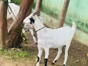 Male Goat