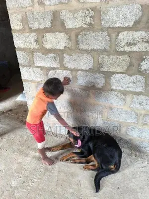 Rottweiler