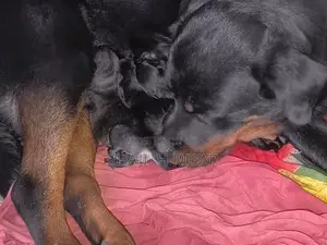 Rottweiler