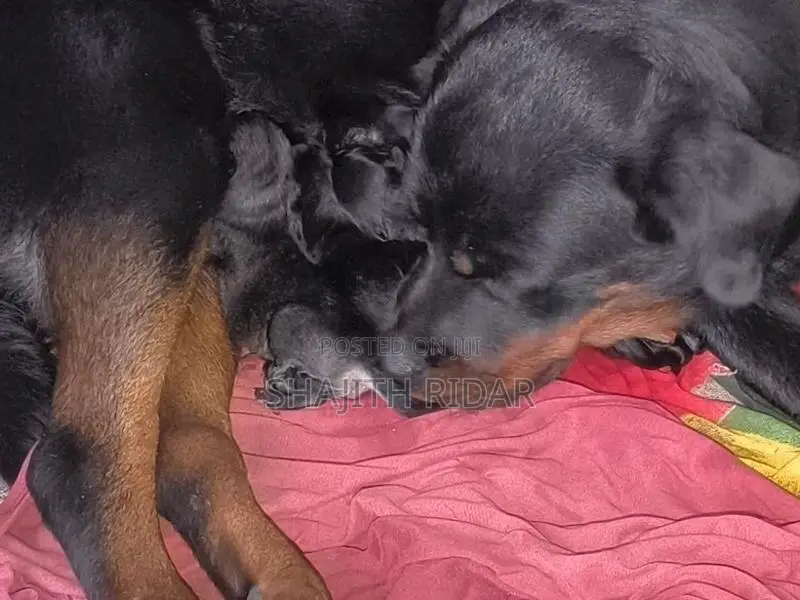 Rottweiler