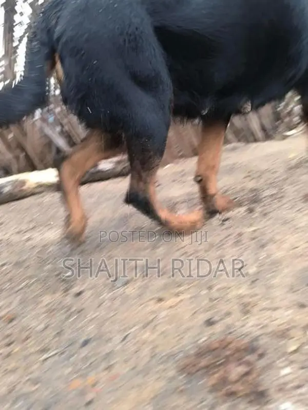 Rottweiler