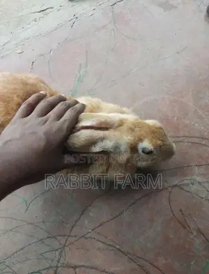 Female Rabbit