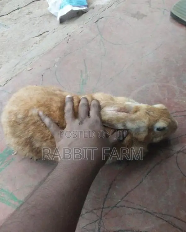 Female Rabbit