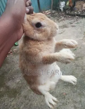 Female Rabbit