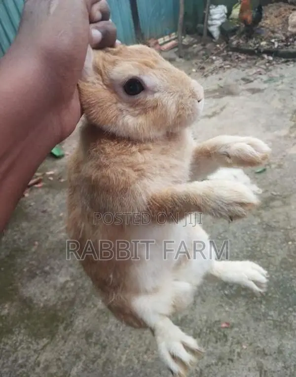 Female Rabbit