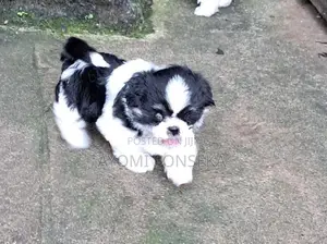 Shih Tzu Puppies