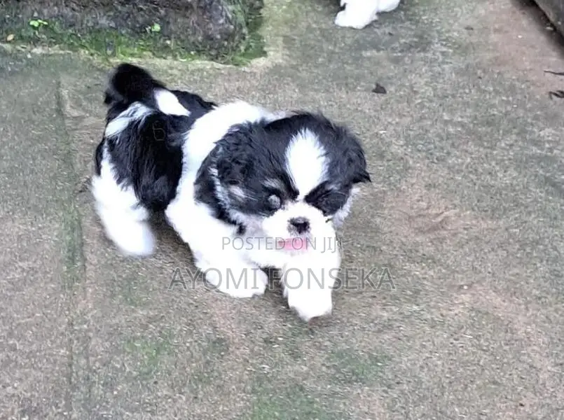 Shih Tzu Puppies