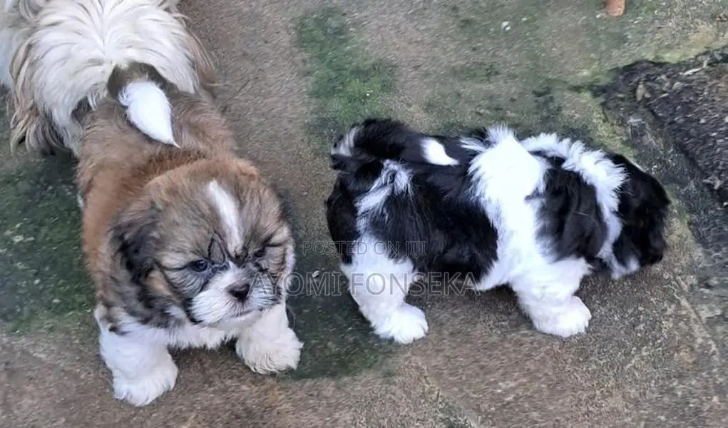 Shih Tzu Puppies
