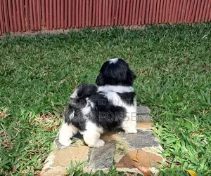 Shih Tzu Puppies