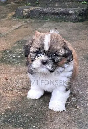 Shih Tzu Puppies