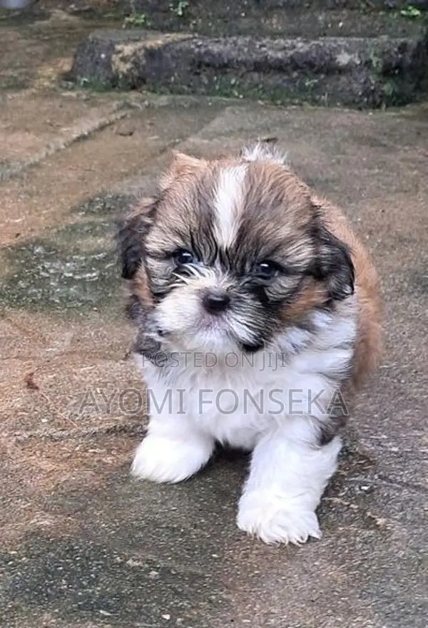 Shih Tzu Puppies