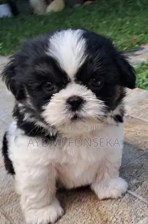 Shih Tzu Puppies
