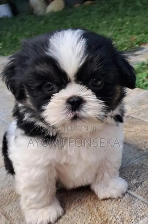 Shih Tzu Puppies