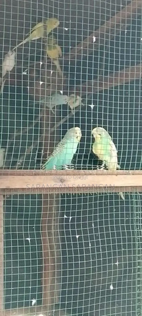 Love Birds