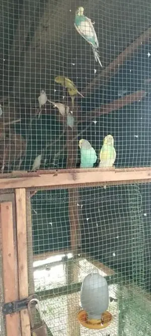Love Birds
