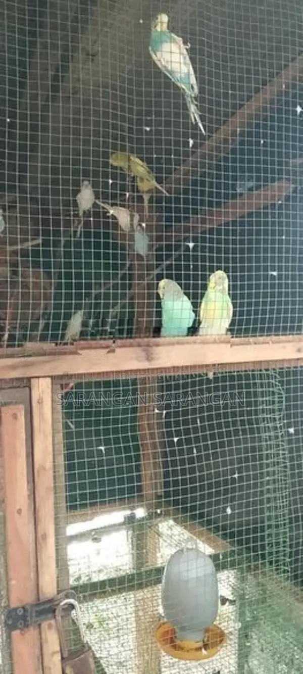 Love Birds