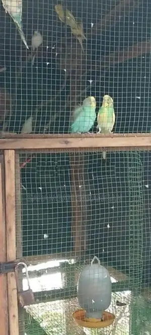 Love Birds