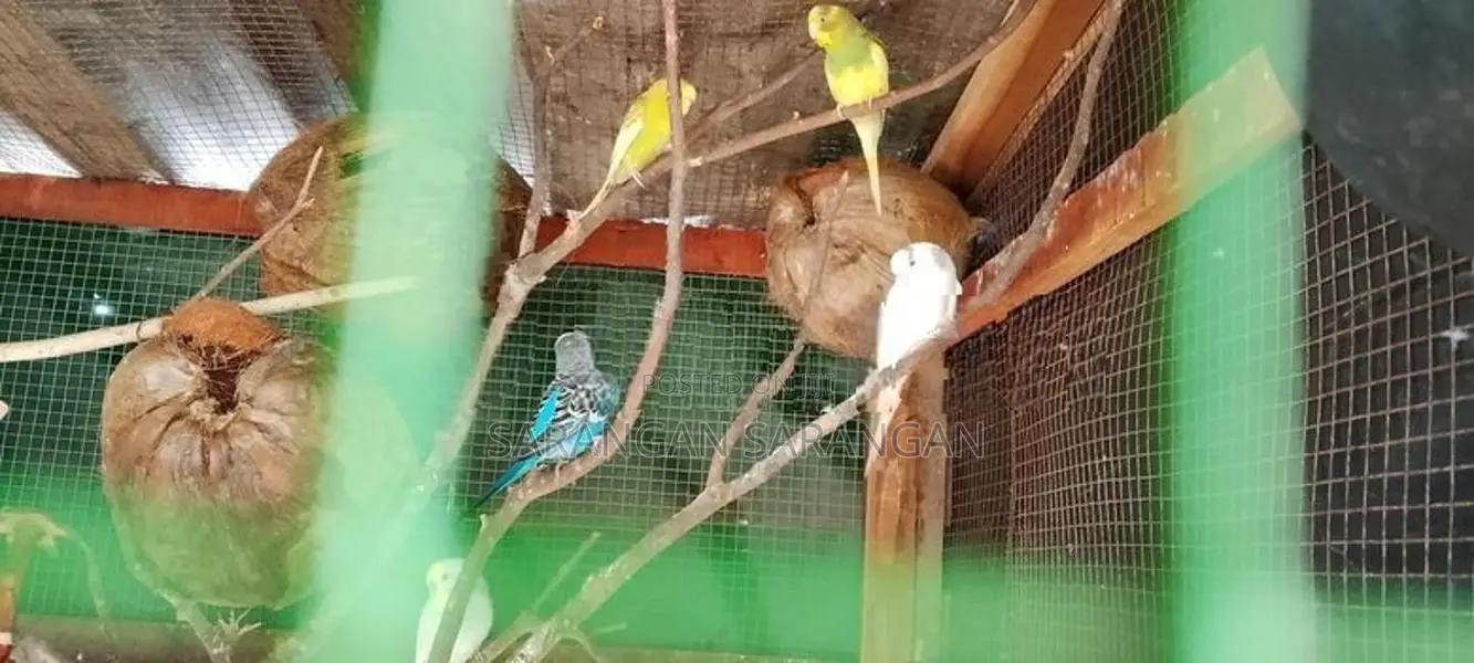 Love Birds