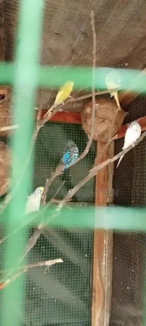 Love Birds