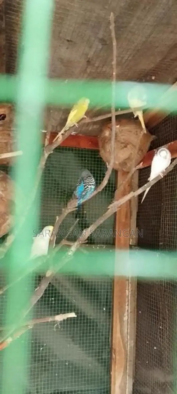 Love Birds