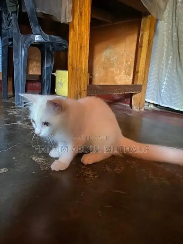 Persian Cat