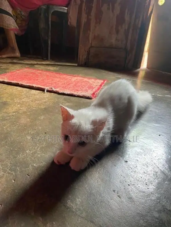 Persian Cat