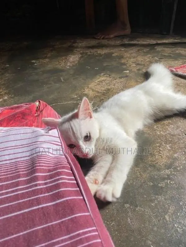 Persian Cat