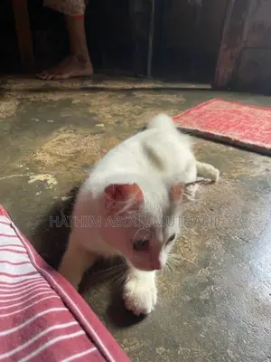 Persian Cat