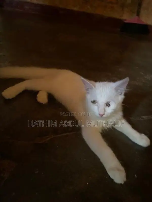 Persian Cat