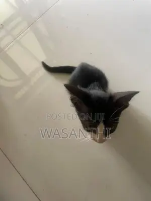 Kind Home Kitten