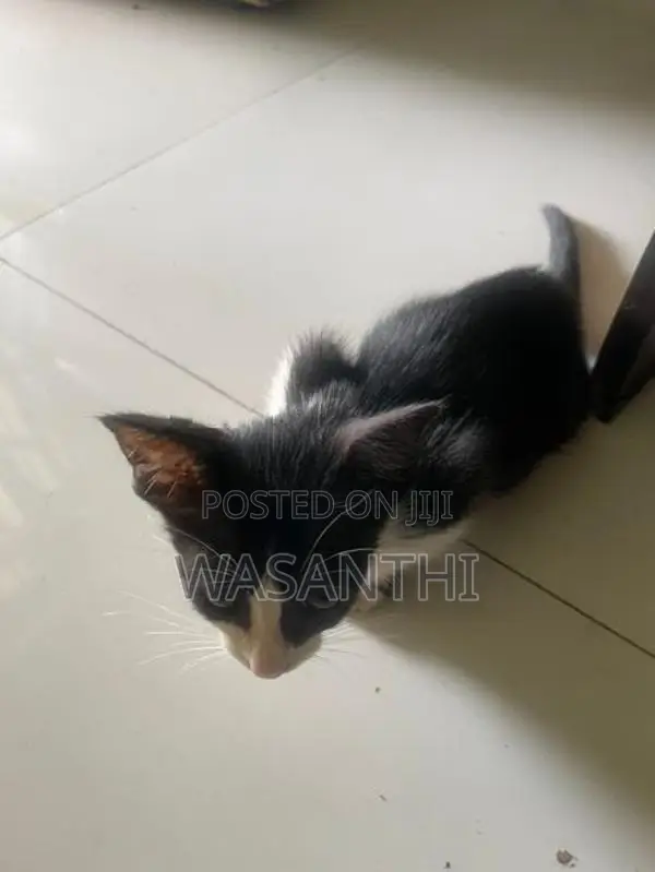Kind Home Kitten