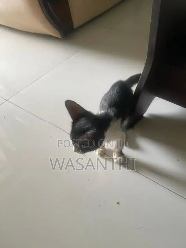 Kind Home Kitten