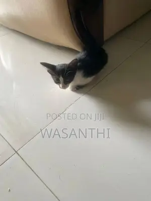 Kind Home Kitten