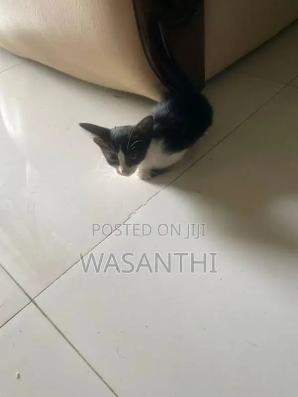 Kind Home Kitten