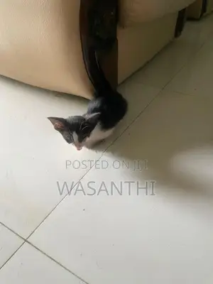 Kind Home Kitten
