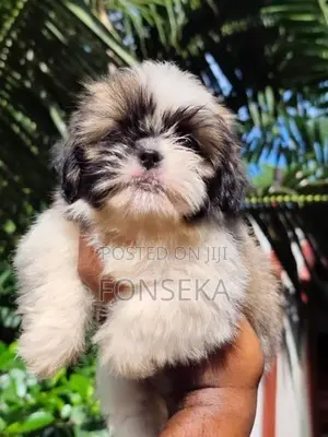Shit Tzu Puppies