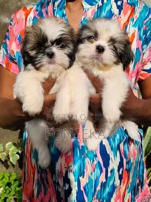 Shit Tzu Puppies