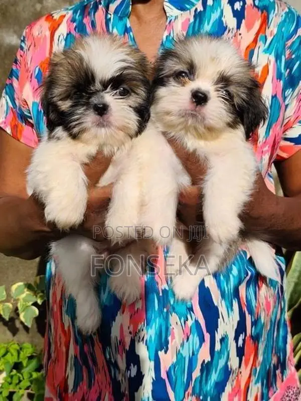 Shit Tzu Puppies