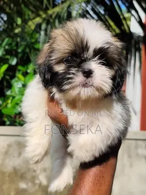 Shit Tzu Puppies