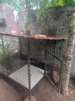 බලු කූඩුවක්