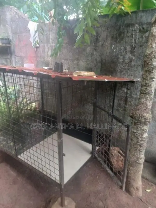 බලු කූඩුවක්