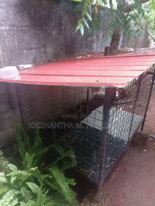 බලු කූඩුවක්